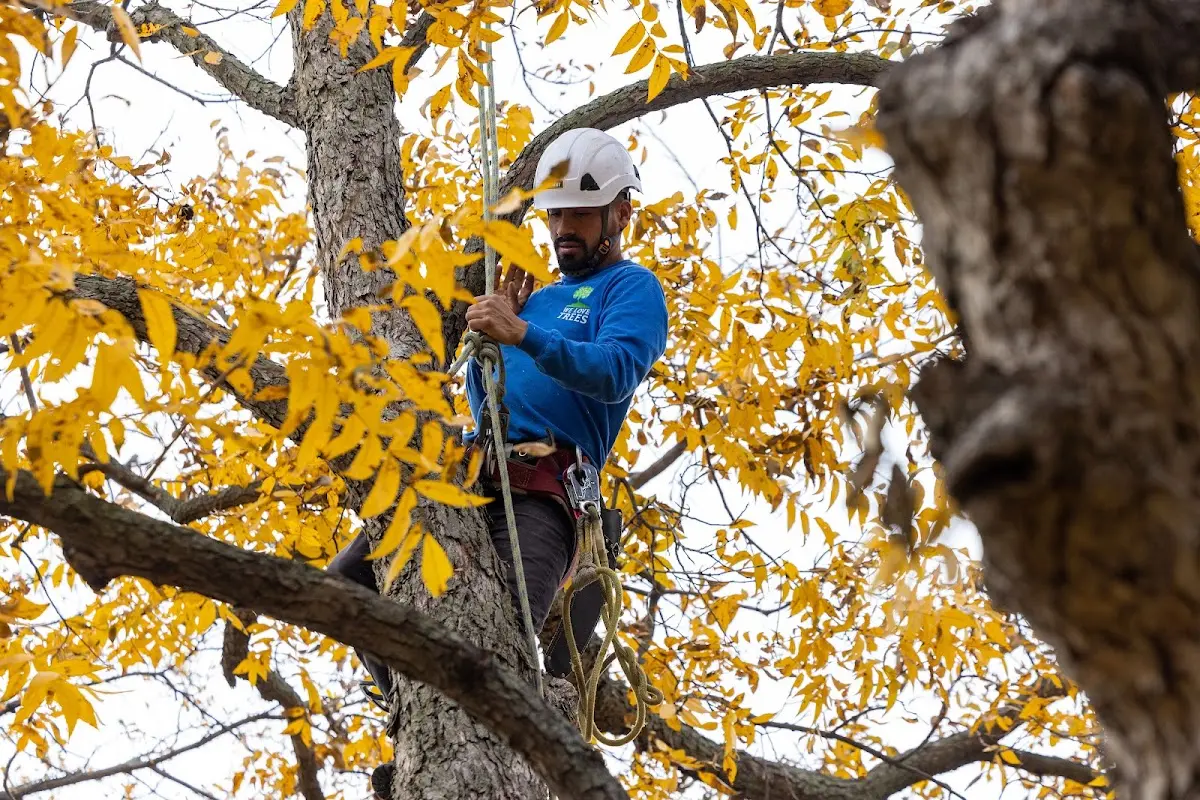 Skilled Tree Trimming crew working in Worthville